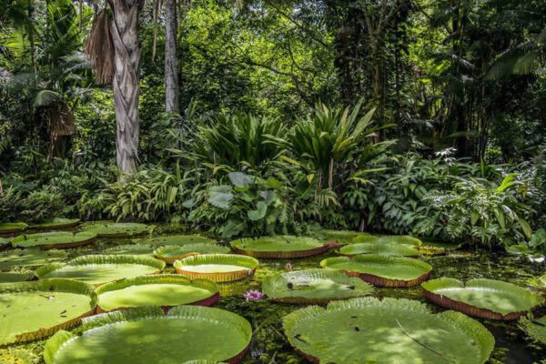 Amazônia. A melhor experiência na natureza