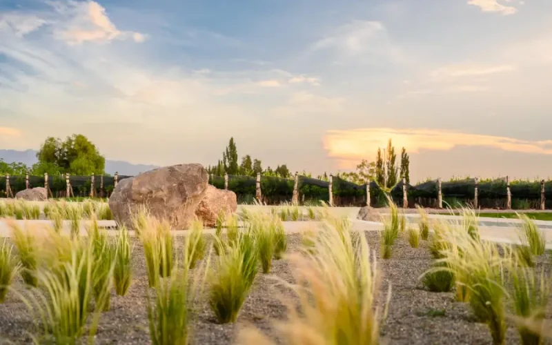 WhatsApp Image 2026-01-15 at 20.41.09